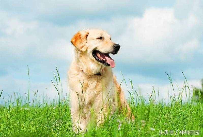 六畜是指哪六種動物，第三種口碑最好，第六種在古代戰(zhàn)爭中最重要