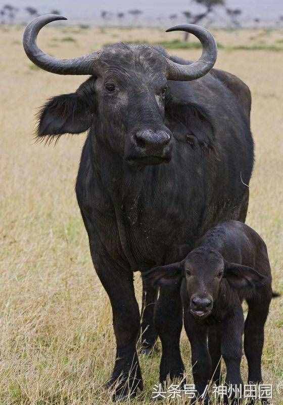 六畜是指哪六種動物，第三種口碑最好，第六種在古代戰(zhàn)爭中最重要