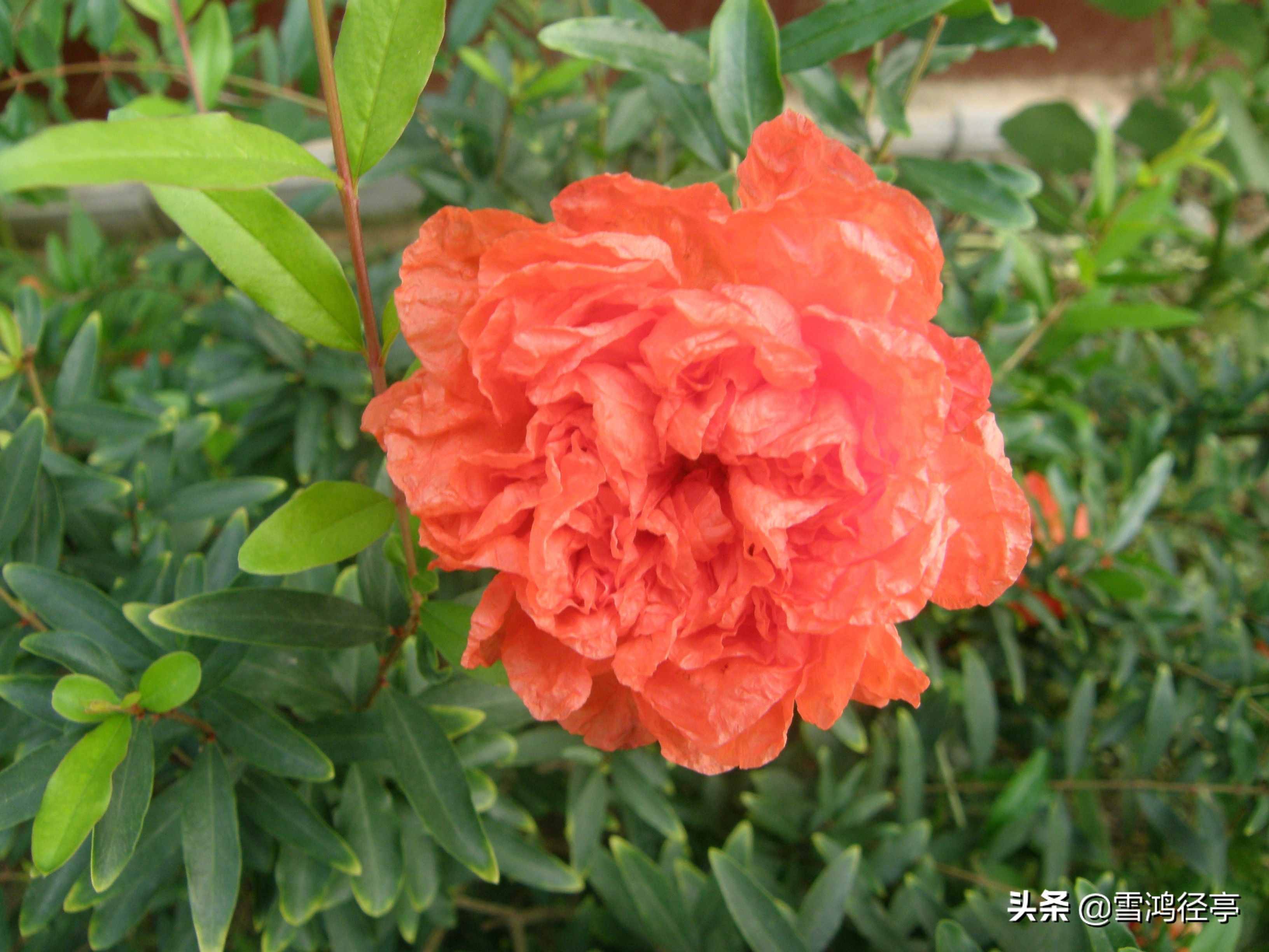 拜倒在石榴裙下與開箱驗(yàn)取石榴裙