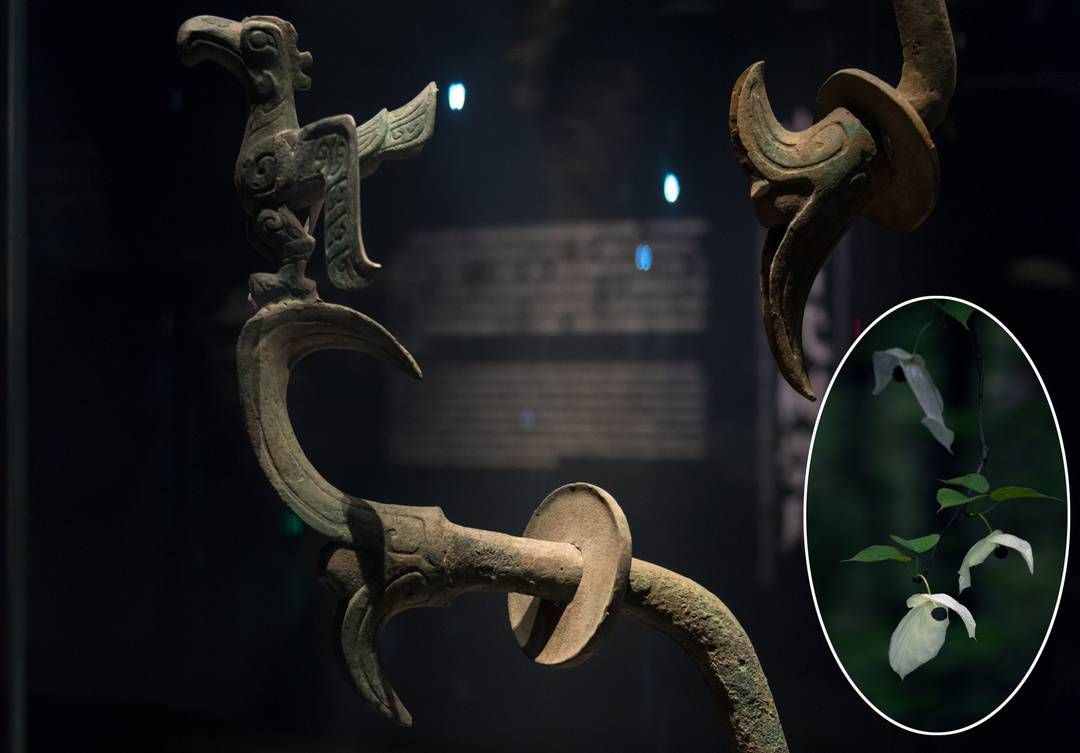 發(fā)現(xiàn)｜夏云：三星堆青銅神樹原型是珙桐？