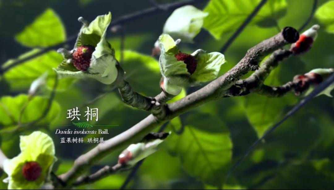 發(fā)現(xiàn)｜夏云：三星堆青銅神樹原型是珙桐？