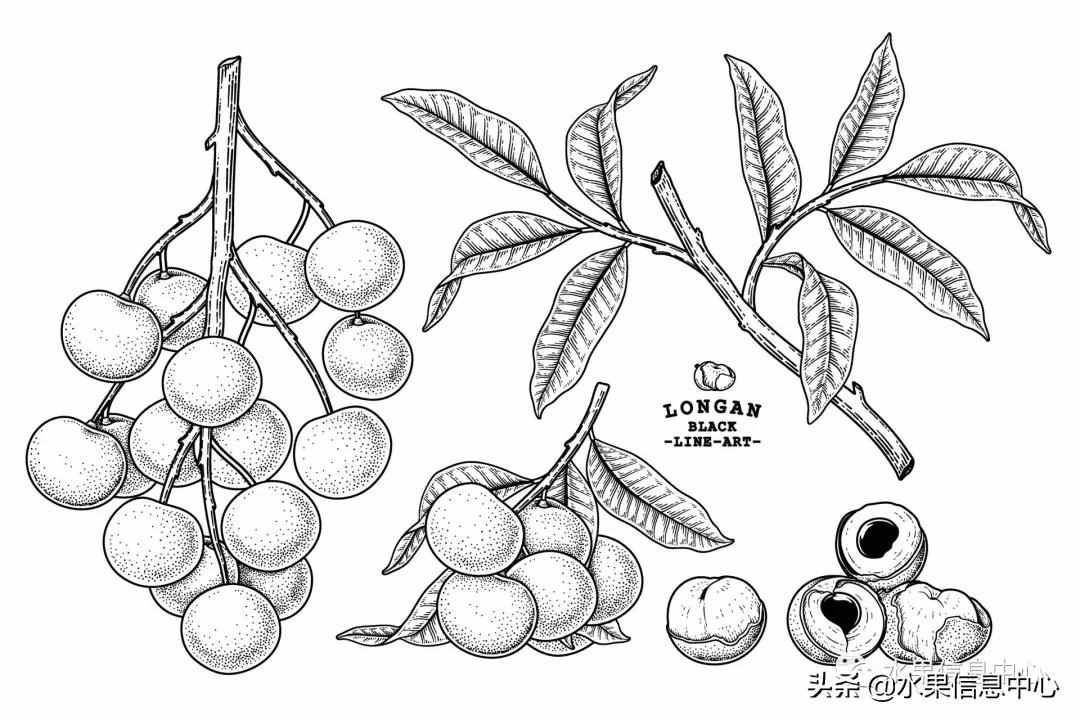 一份全國(guó)龍眼產(chǎn)地地圖及品種