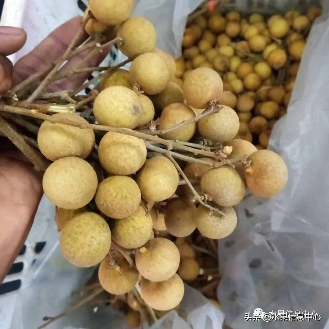 一份全國(guó)龍眼產(chǎn)地地圖及品種