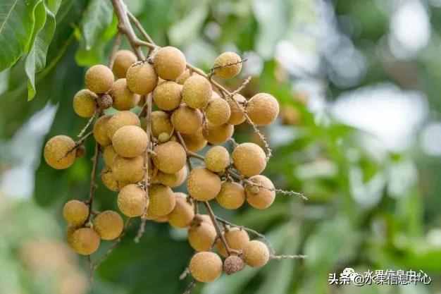一份全國(guó)龍眼產(chǎn)地地圖及品種