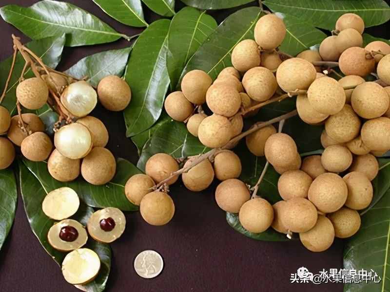 一份全國(guó)龍眼產(chǎn)地地圖及品種