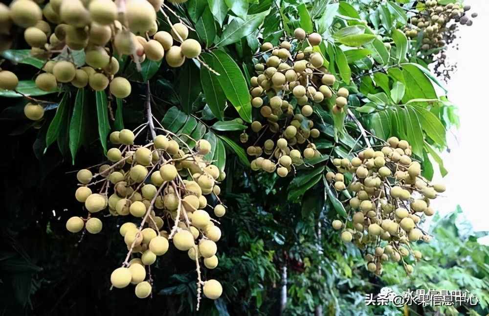 一份全國(guó)龍眼產(chǎn)地地圖及品種