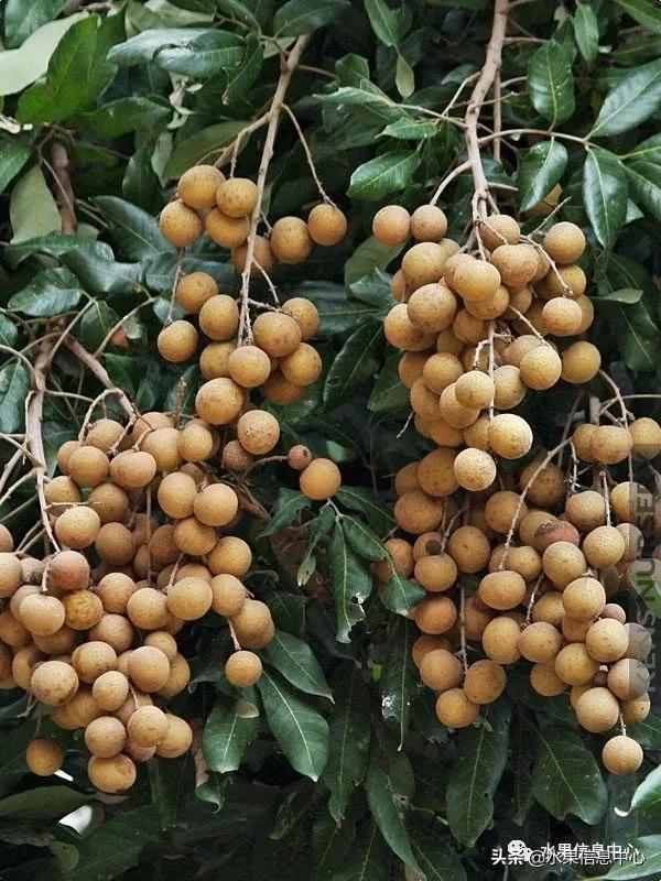 一份全國(guó)龍眼產(chǎn)地地圖及品種