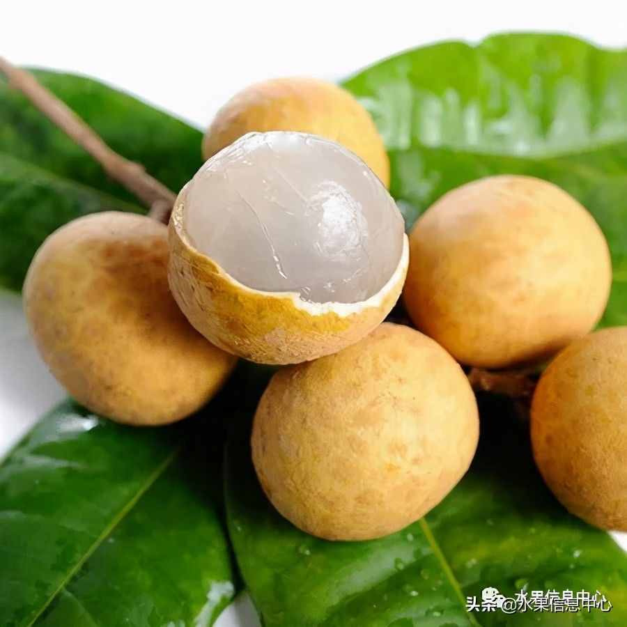 一份全國(guó)龍眼產(chǎn)地地圖及品種