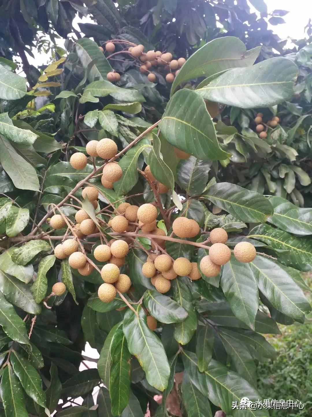 一份全國(guó)龍眼產(chǎn)地地圖及品種