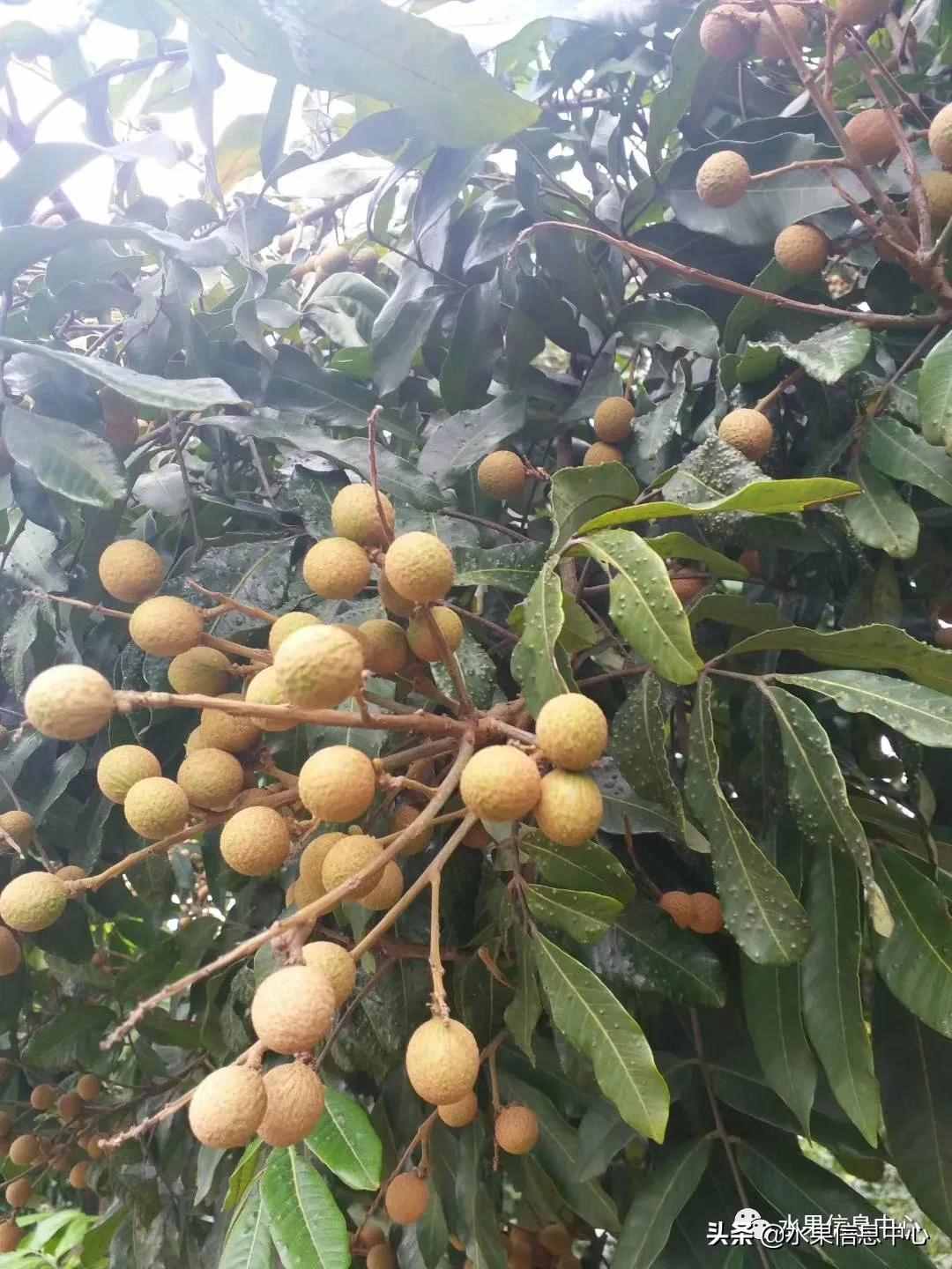 一份全國(guó)龍眼產(chǎn)地地圖及品種