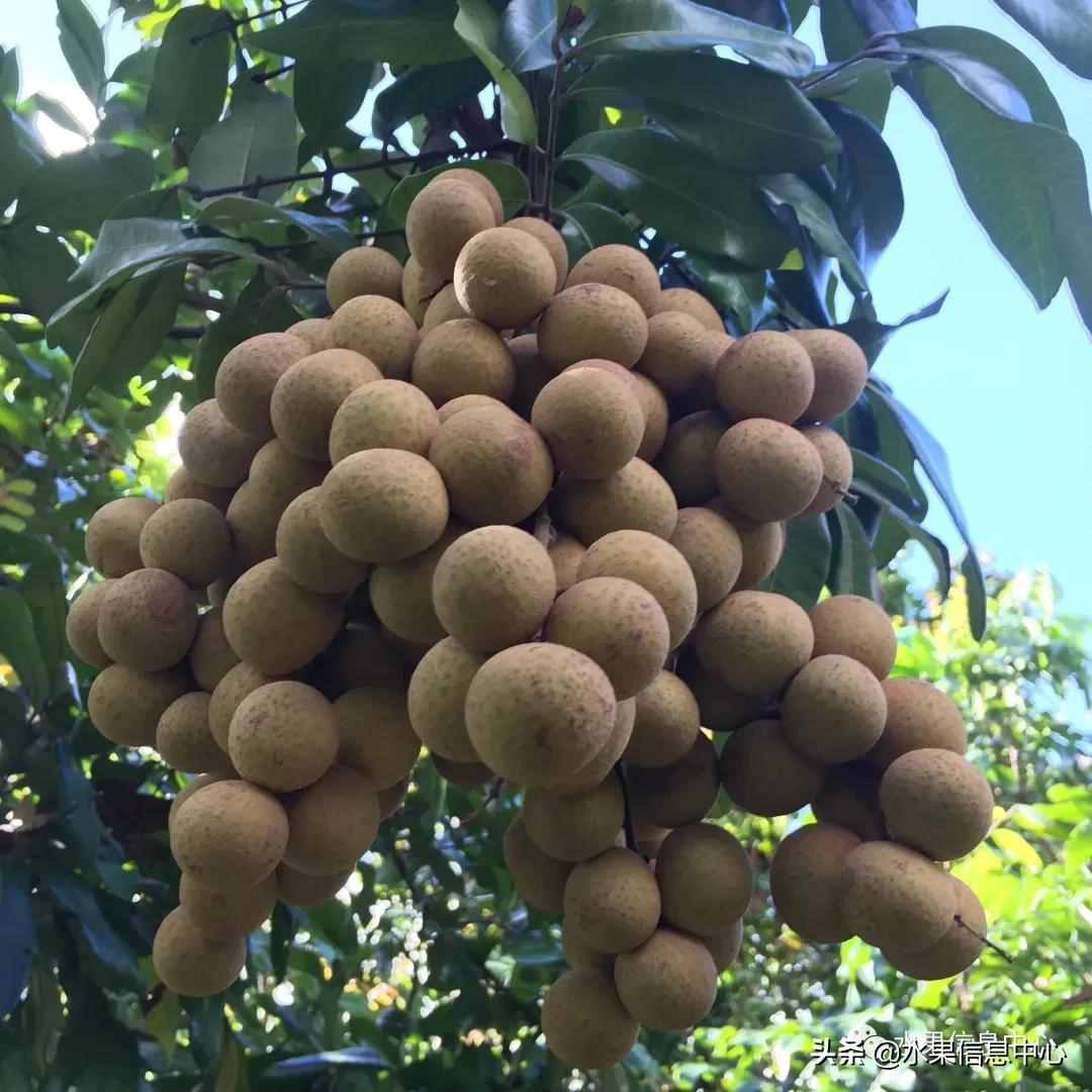 一份全國(guó)龍眼產(chǎn)地地圖及品種