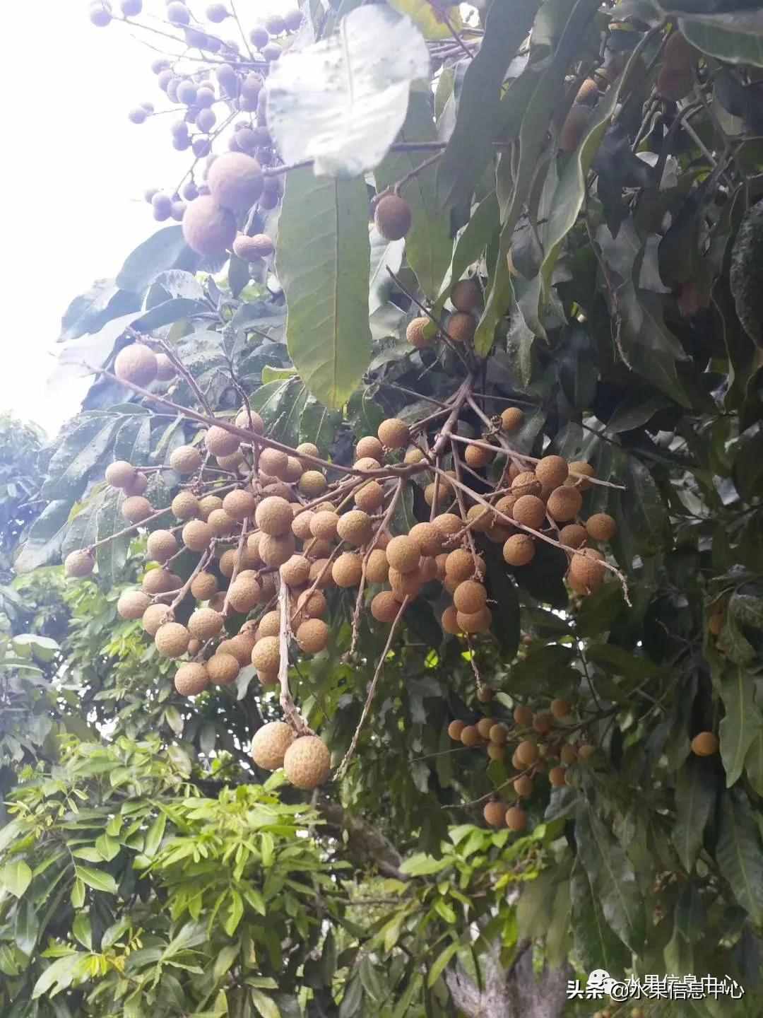 一份全國(guó)龍眼產(chǎn)地地圖及品種