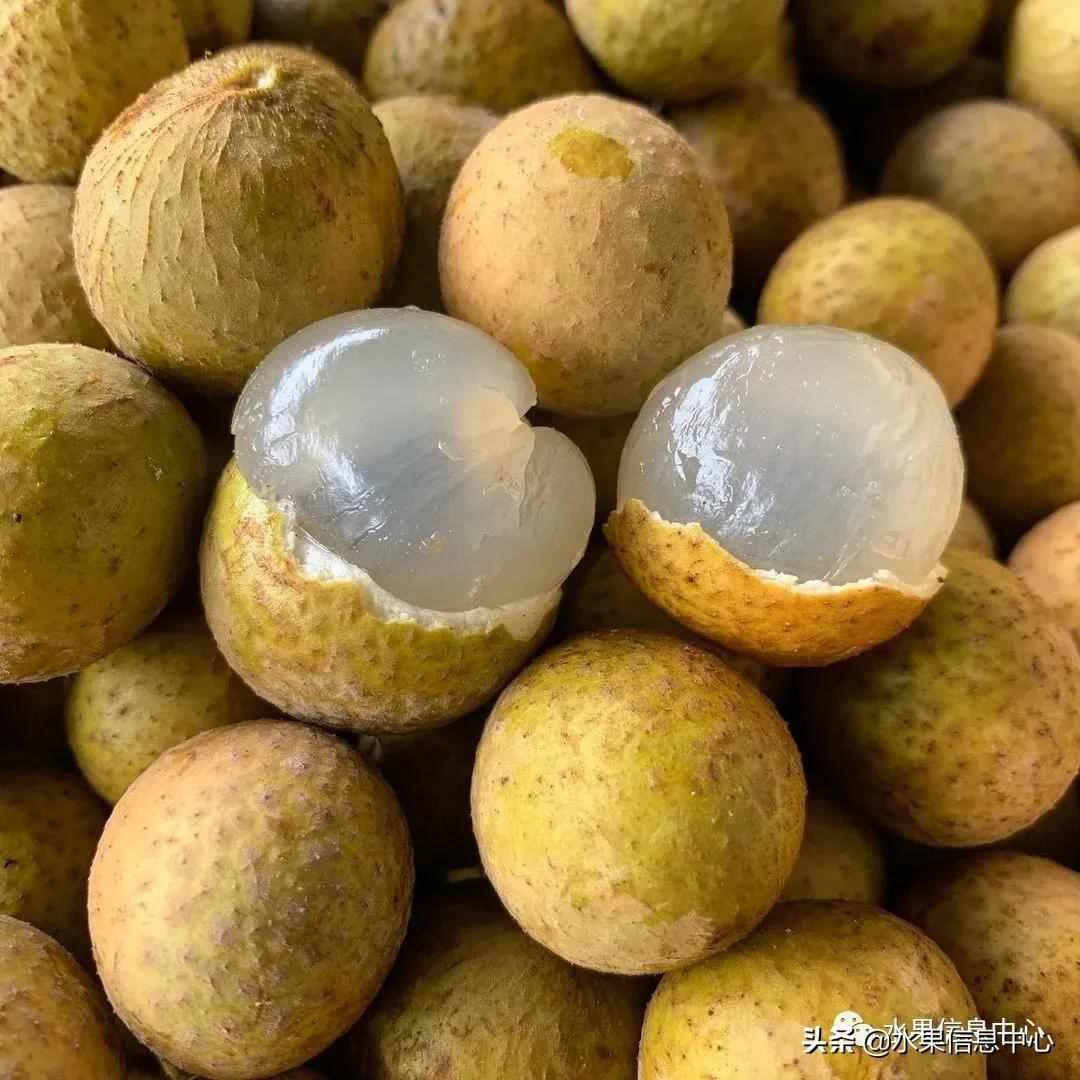 一份全國(guó)龍眼產(chǎn)地地圖及品種