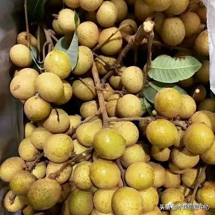 一份全國(guó)龍眼產(chǎn)地地圖及品種