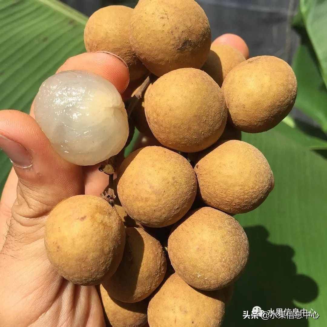 一份全國(guó)龍眼產(chǎn)地地圖及品種