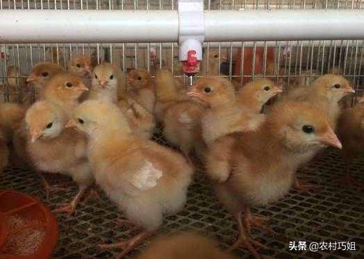 小雞怎么喂養(yǎng)好？