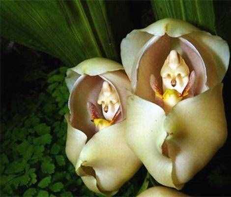這五種奇特的花，長得這么奇怪它們自己知道嗎？