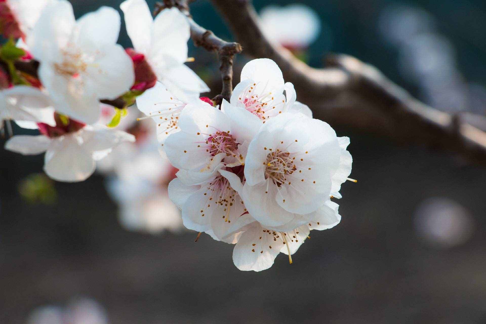 十二個月令對應(yīng)著十二種花神，你知道杏花是幾月的花神嗎？