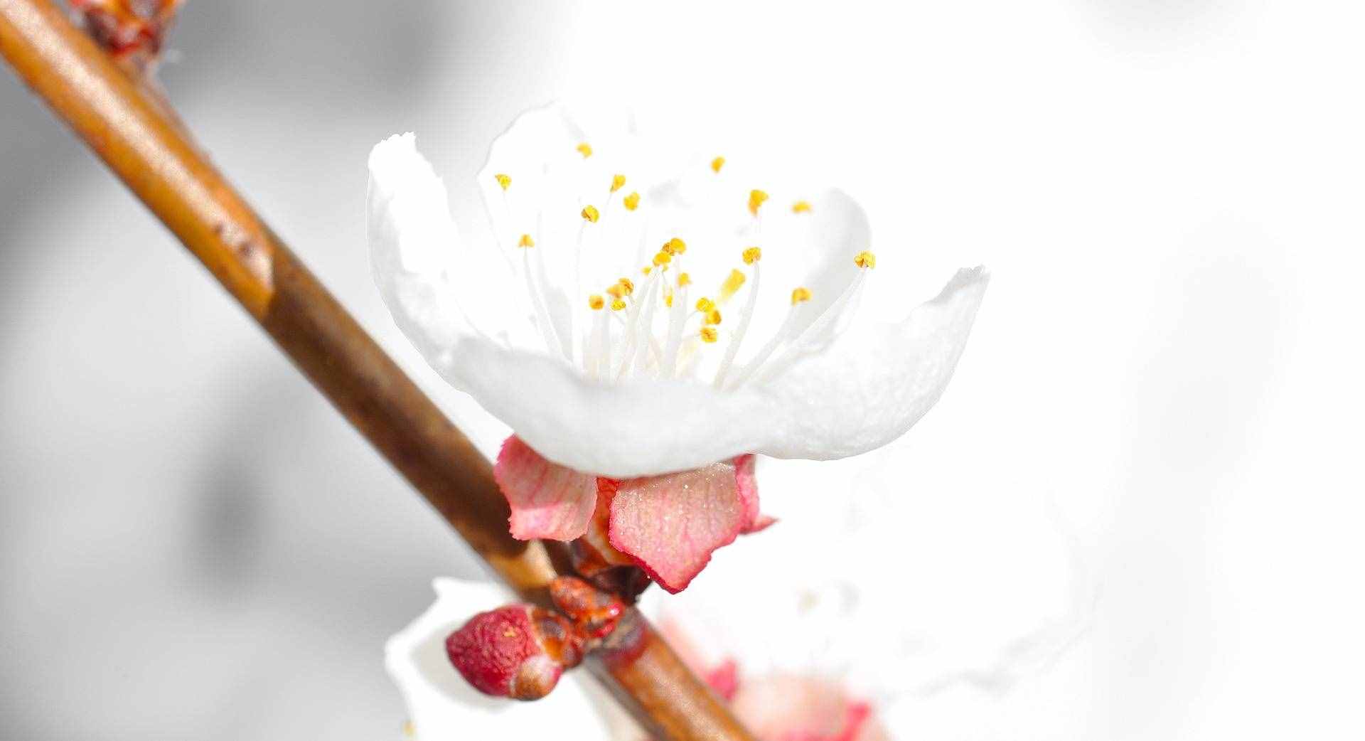 十二個月令對應(yīng)著十二種花神，你知道杏花是幾月的花神嗎？