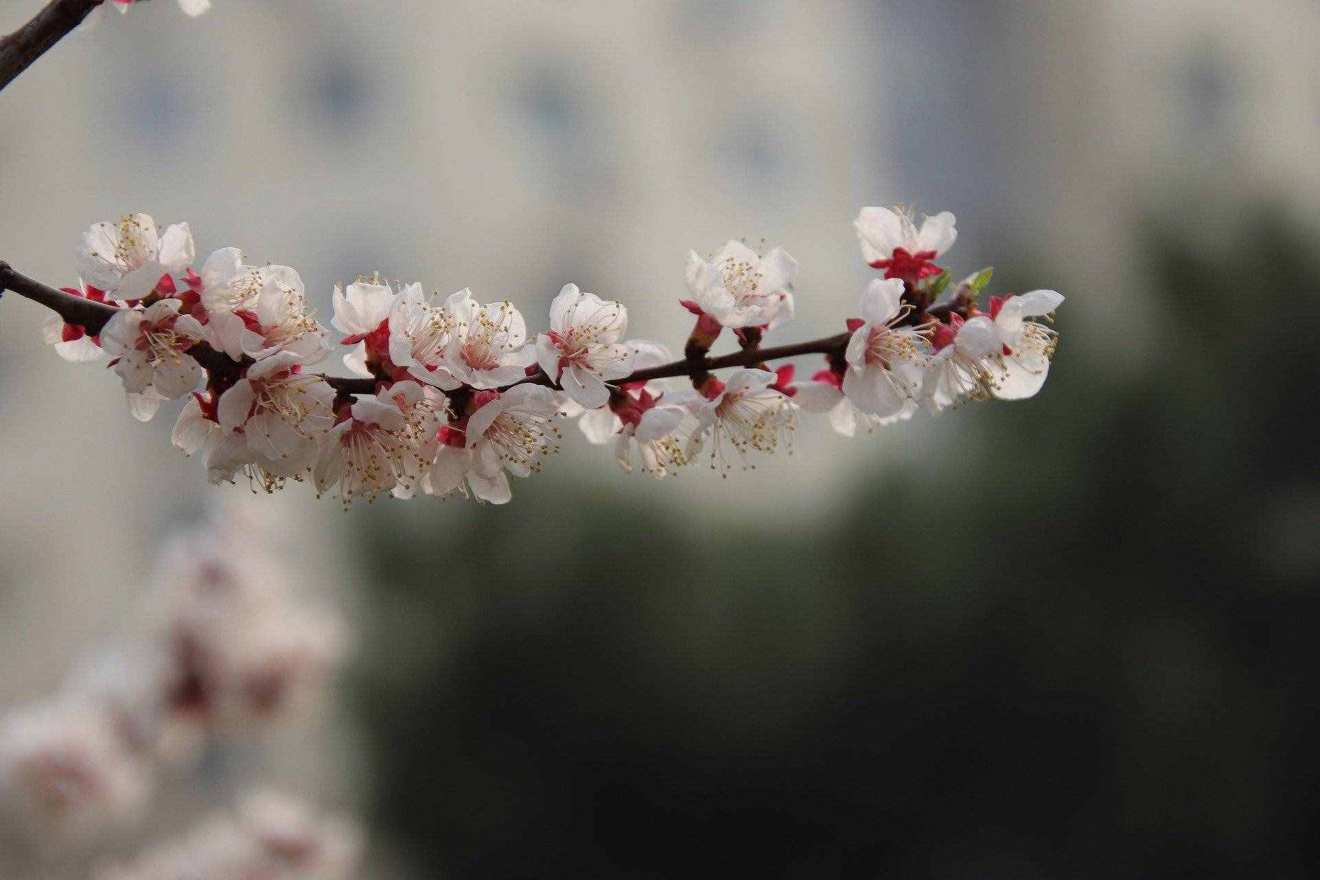 十二個月令對應(yīng)著十二種花神，你知道杏花是幾月的花神嗎？