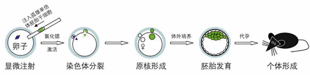 不交配也能繁殖，把有性繁殖變成孤雌生殖，能用在人類身上嗎？