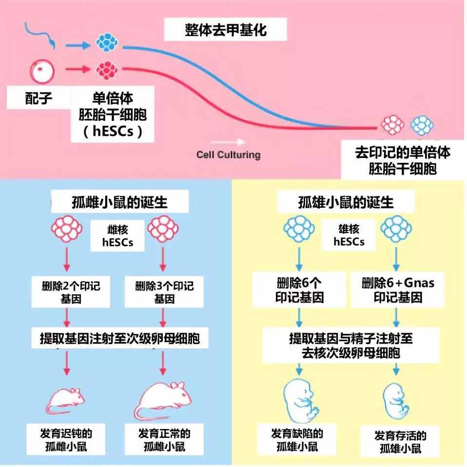 不交配也能繁殖，把有性繁殖變成孤雌生殖，能用在人類身上嗎？