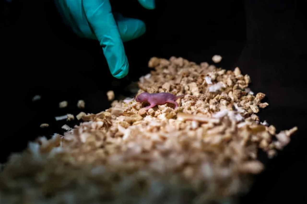 不交配也能繁殖，把有性繁殖變成孤雌生殖，能用在人類身上嗎？