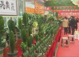 今日更新長春君子蘭花卉市場（絕美君子蘭匯聚一堂）