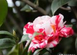 今日更新最美麗的花（世間最美的3種花）