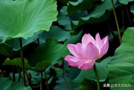 節(jié)到小暑進伏天，三伏天的日期是咋確定的？2020年啥時候最熱？
