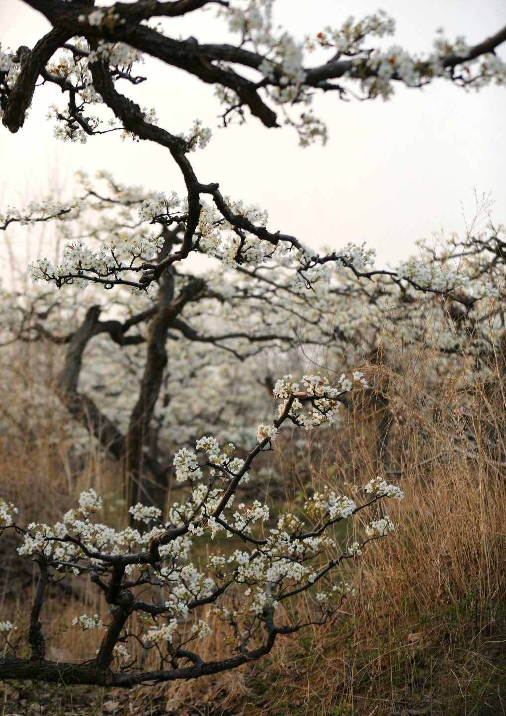 梨花嗅細(xì)雨，花雨兩相依