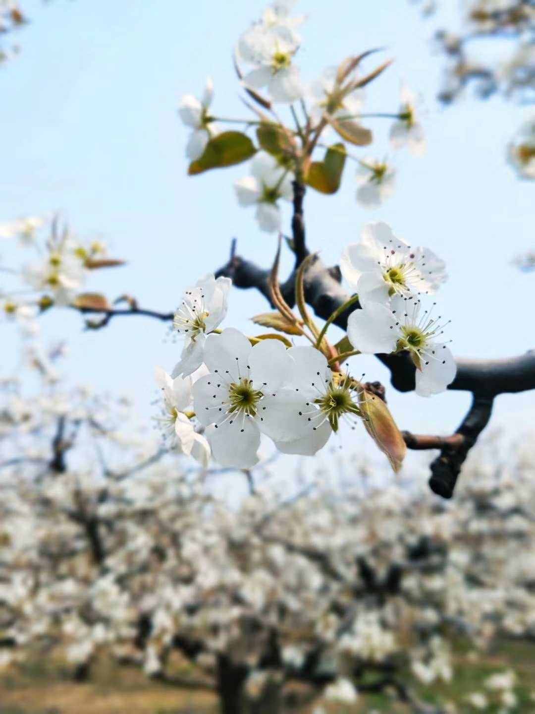 梨花嗅細(xì)雨，花雨兩相依