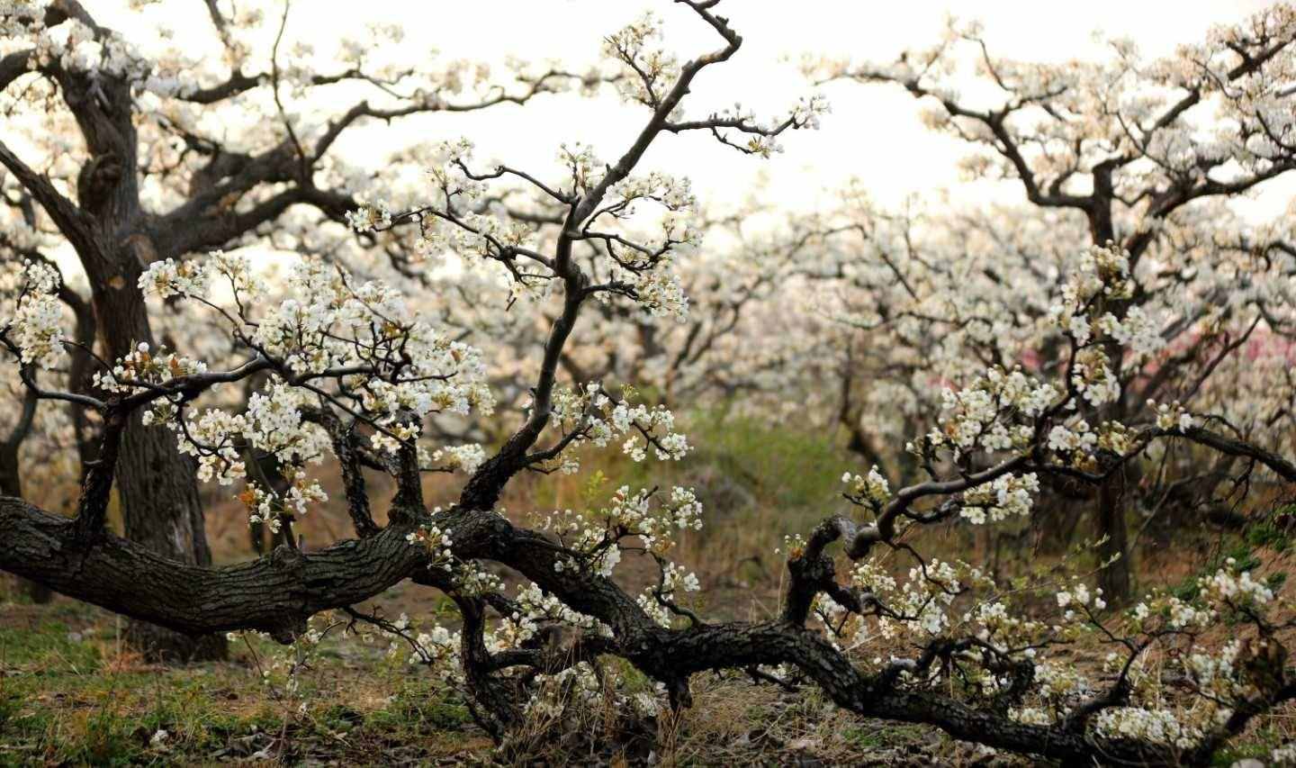 梨花嗅細(xì)雨，花雨兩相依