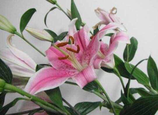 百合花花語(yǔ)和寓意，送百合代表什么意思？