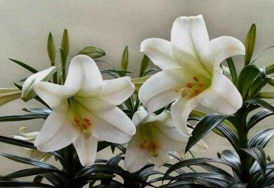 百合花花語(yǔ)和寓意，送百合代表什么意思？