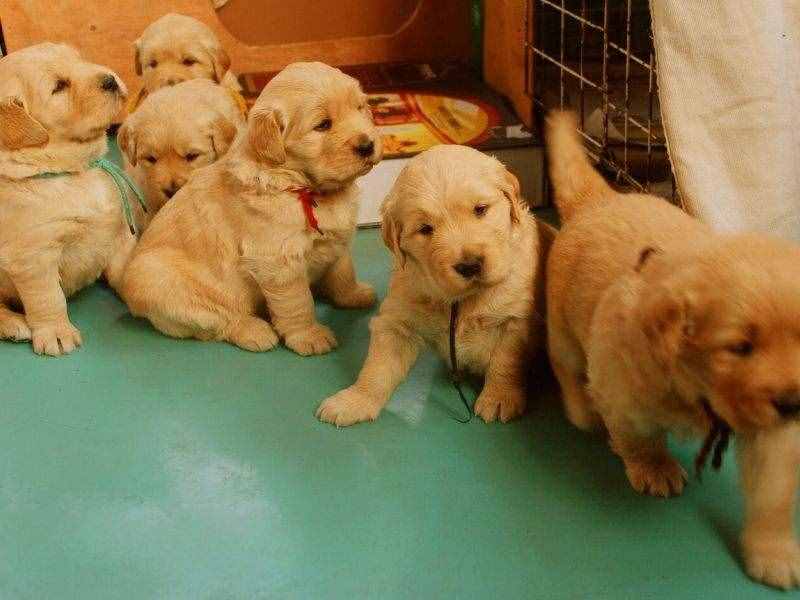 讓我告訴你，一只純種的“金毛犬”大概多少錢，別買貴了