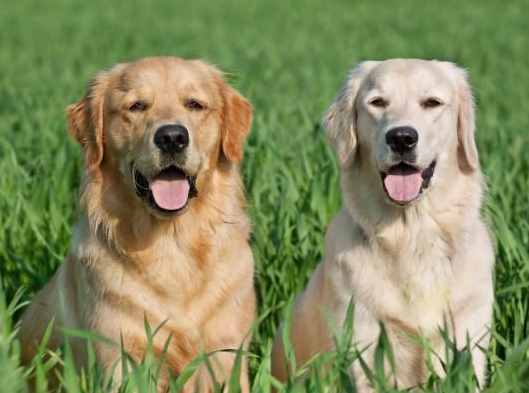 讓我告訴你，一只純種的“金毛犬”大概多少錢，別買貴了