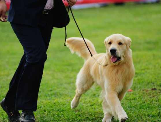 讓我告訴你，一只純種的“金毛犬”大概多少錢，別買貴了