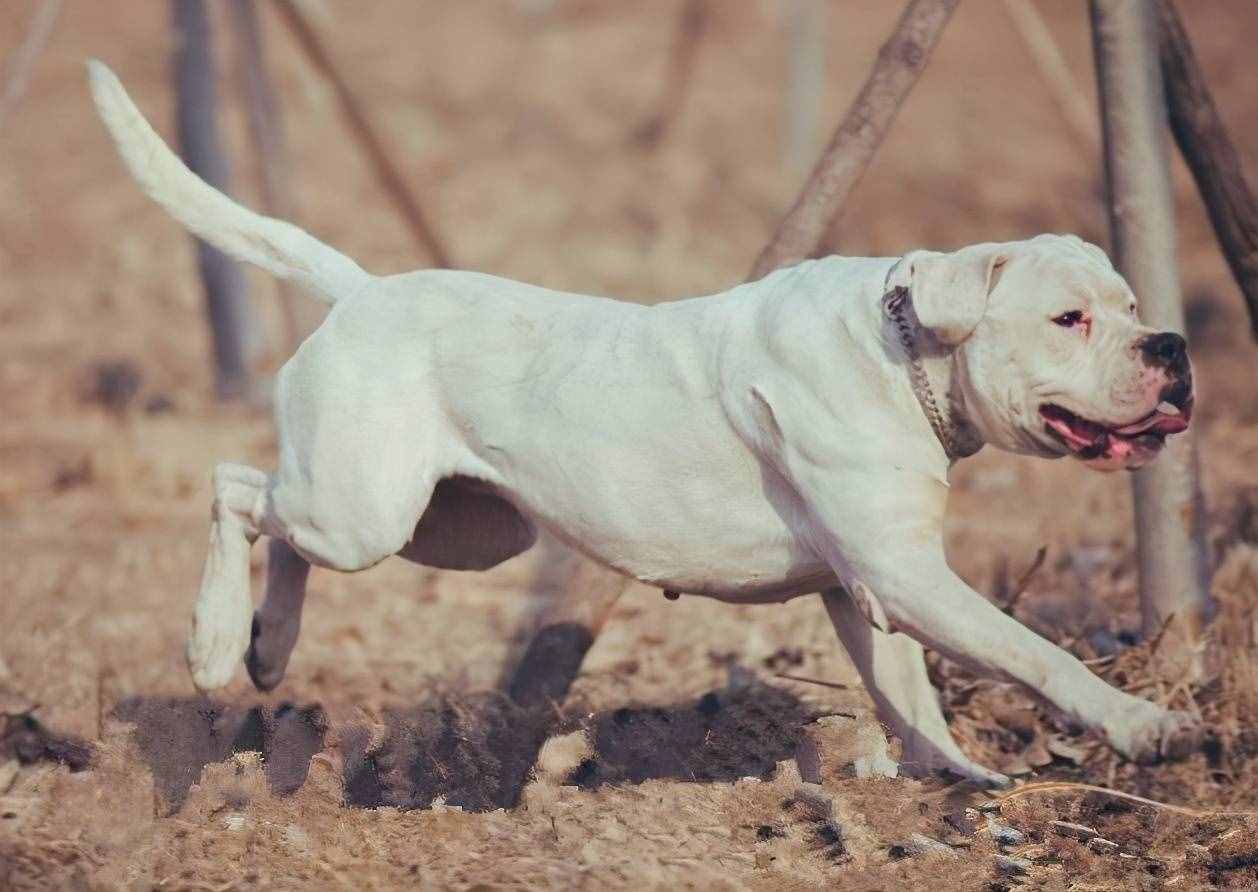 狗狗排行榜之最霸氣的狗