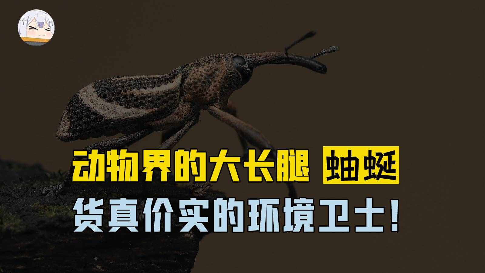 動(dòng)物界大長(zhǎng)腿蚰蜒，擁有三十條步足！是貨真價(jià)實(shí)的環(huán)境衛(wèi)士
