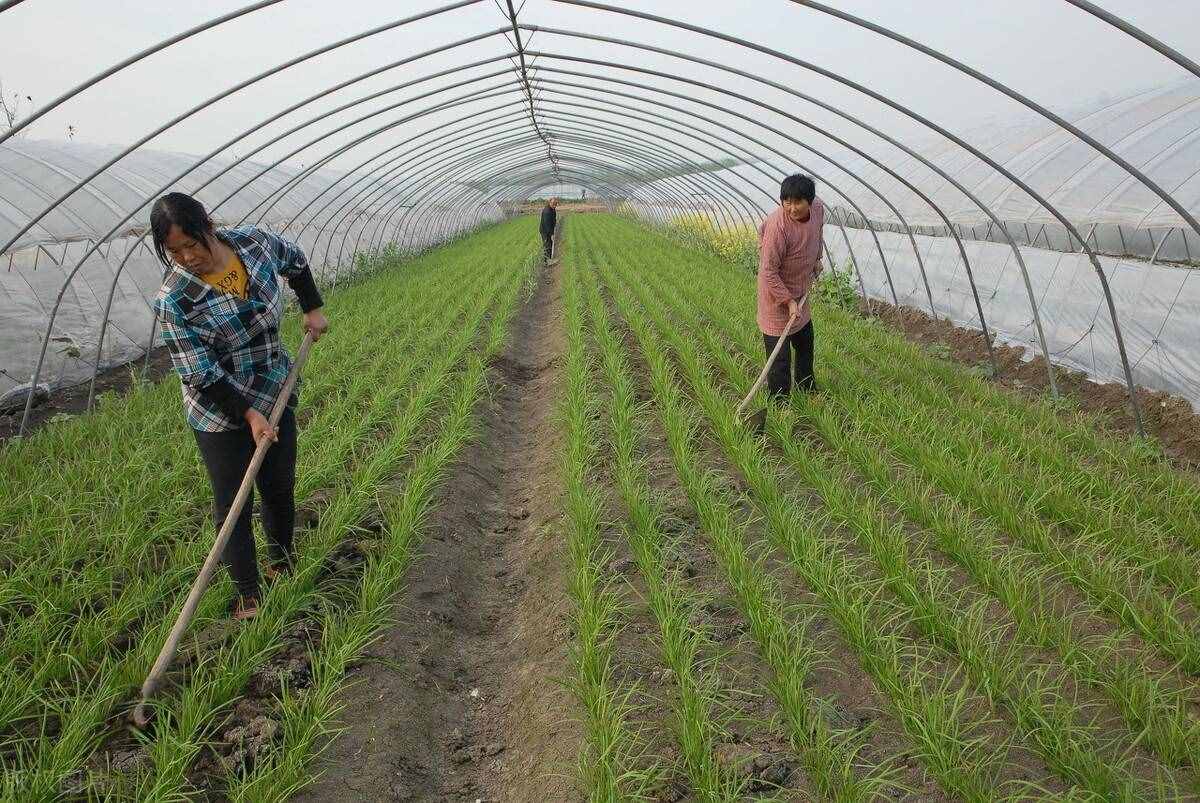 大棚種植韭菜，冬季高產(chǎn)管理方案