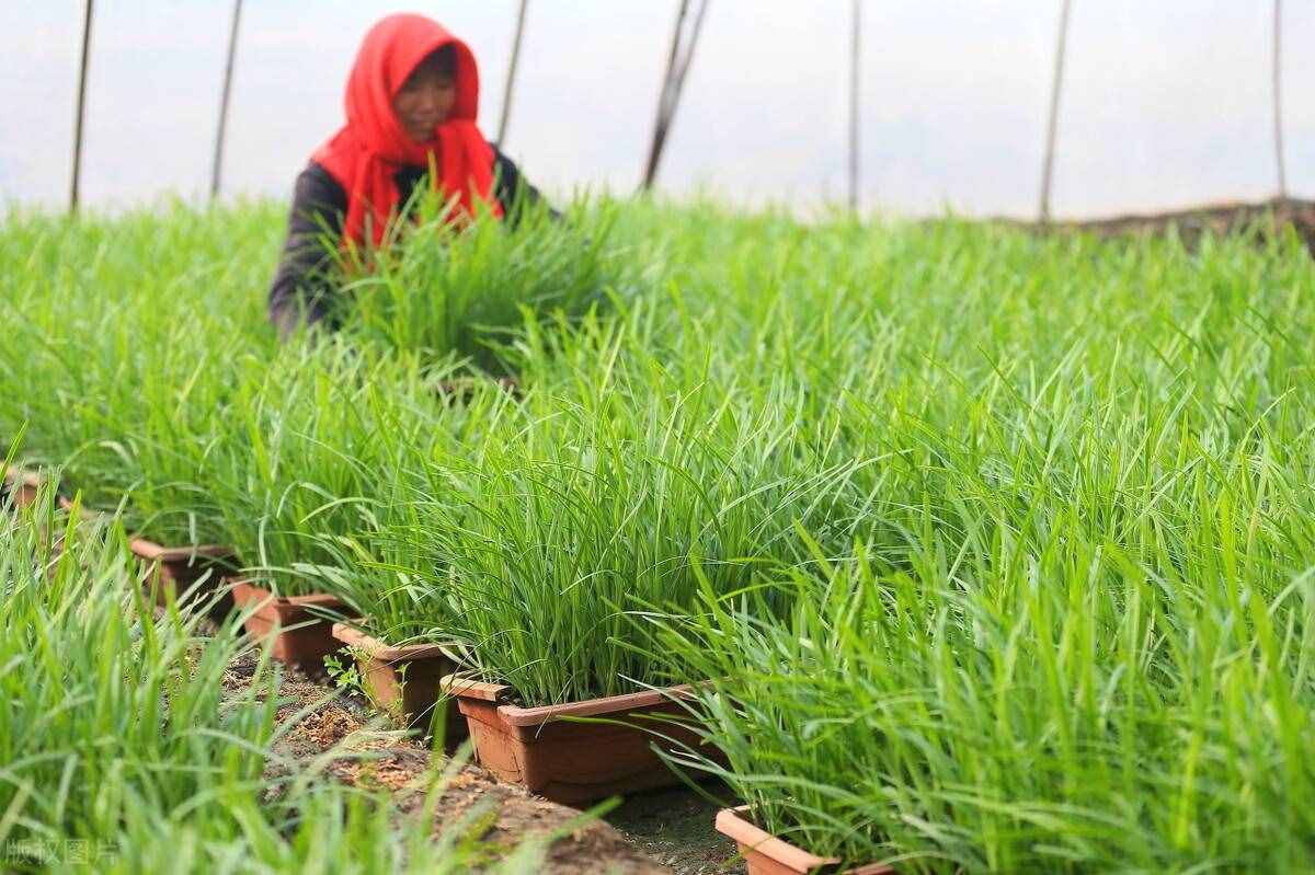 大棚種植韭菜，冬季高產(chǎn)管理方案