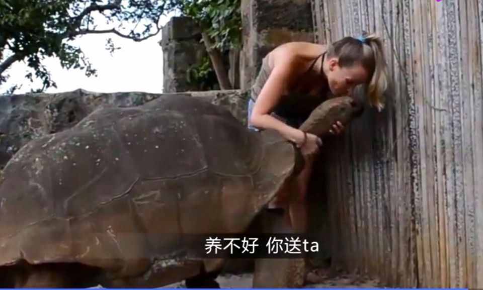 史上最大巨龜，《西游記》里的神龜都沒它大，重量堪比4輛小汽車