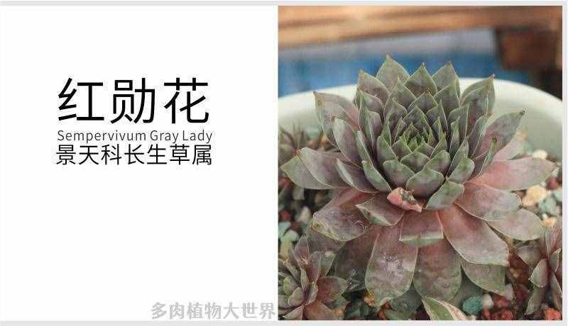 「紅勛花」景天科長生草屬多肉植物，中型品種普貨長生草品種之一