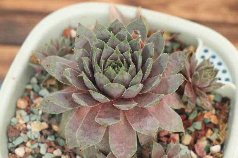 「紅勛花」景天科長生草屬多肉植物，中型品種普貨長生草品種之一