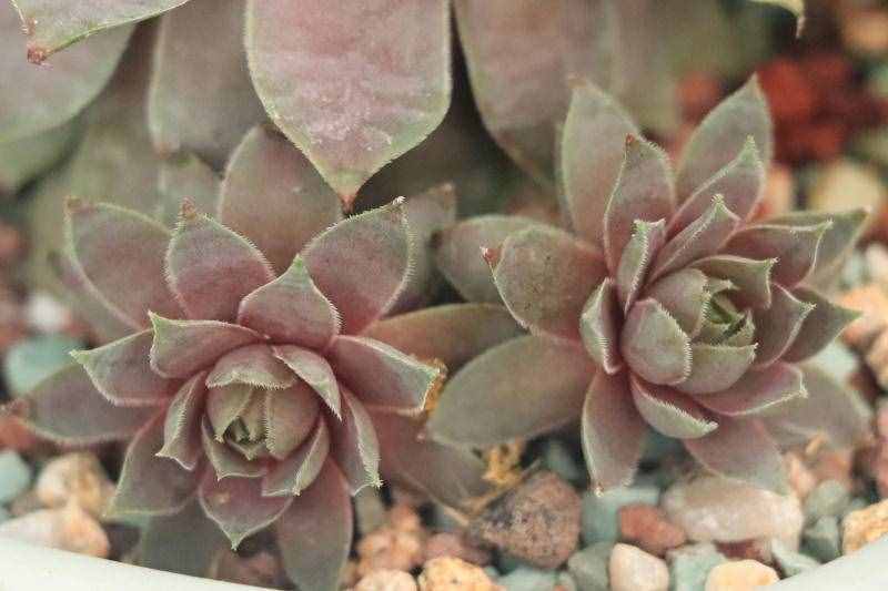 「紅勛花」景天科長生草屬多肉植物，中型品種普貨長生草品種之一