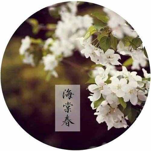 《海棠花未眠》靜默治愈憂傷，歲月陪伴溫情