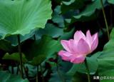 今日更新伏天怎么算（節(jié)到小暑進伏天）