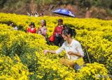 今日更新現(xiàn)在種植什么最賺錢（現(xiàn)在農(nóng)村種什么前景好）