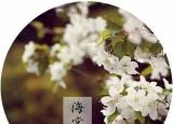 今日更新川端康成花未眠（海棠花未眠）